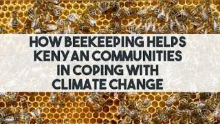 How Beekeeping Helps Kenyan Communities in Coping With Climate Change