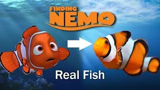 The Real Fish That Inspired Finding Nemo