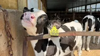 Dairy Discovery in Lowell shares the importance of dairy cattle to West Michigan's economy