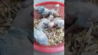 Green Ringnack baby parrots ||Talking parrots chicx available ||kathy toty k bachy