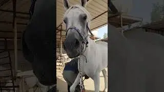 अरबी घोड़ा 🐎 की नालबंदी 😊😎🏆#horse #livestreaming #kuwait#shorts #shortsvideo #Absar Alam Ghazi 