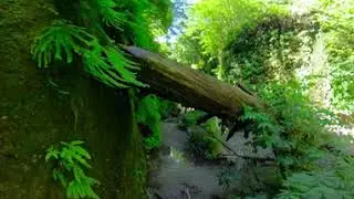 Virtual Redwood Forest Walk (360 degree tour) Humboldt Fern Canyon 5