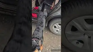 Service Dog and Service Dog in Training // Task Demonstration : Controlled Exit From Vehicle