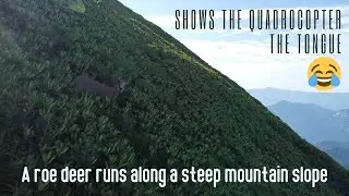 Relaxing sounds with a view of the mountains and running roe deer - Unrealistically Deep Music