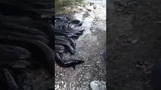Eel fish | eel fish feeding | eel fish farming | #eel #eelfishing #youtubeshorts #shorts #eelfish