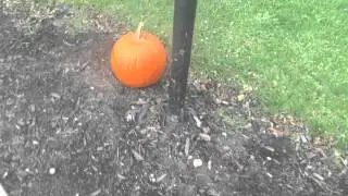 Pumpkin Drop Test