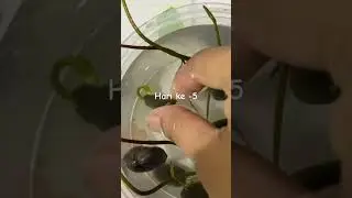 Perkembangan biji lotus #aquaplants #lotus #lotusflower