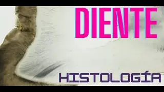 Histología de Diente