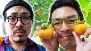 【柿が腐り始めてる】グルメだけが知ってる柿の木レストランの激ウマフルコース|Persimmon restaurant.