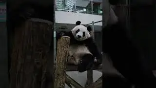 Panda Sound