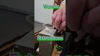Mangrove pit viper venom extractions. #venomouscreatures #pitviper