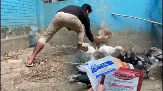 শীত কালীন 🦆হাঁসের রোগ এড়াতে যে মেডিসিন 💊 দিবেন ।