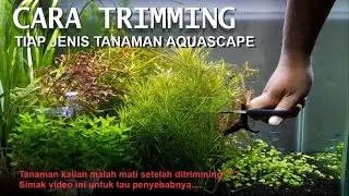 TERNYATA INI CARA TRIMMING YANG SERING DIABAIKAN PEMULA AGAR TANAMAN TIDAK MATI SETELAH TRIMMING