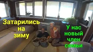 Запасаемся на зиму. Спасли жизнь котенку.