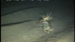 Greenspotted rockfish AND Basket star