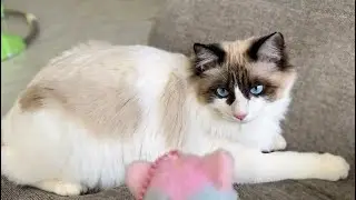【ライブ】新たな敵と戦う猫