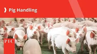 Pig Handling | Pig Improvement Company