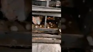 #chicken #eggstorage