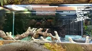 Bearded Dragon dancing