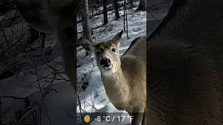 Whitetail Up Close #deer #whitetail #wildlife #nature