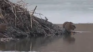 North American Muskrats find a Beaver lodge area an inviting place to gather