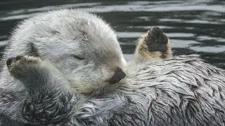 Caring for Elderly Sea Otter Eddie