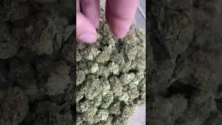 THCa Flower Pounds: Platinum Cookies (Light Dep)