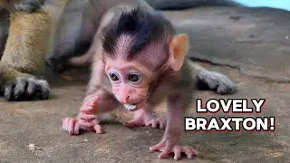 So Hungry, So Cute! Braxton Eats Everything in Sight, @monkeynaturekh
