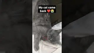 My cat came back after 4 months | please pray for his recovery #cameback #cat
