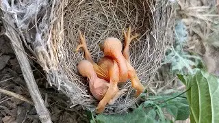 Cuckoo baby is push at the baby of a Babbler bird