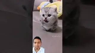 @LilyJoy777  Kitten sounds thet melt your heart 😻💖 #cute #kitten #pets #meow #cat