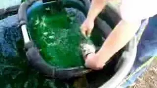 Fizzing a Largemouth Bass