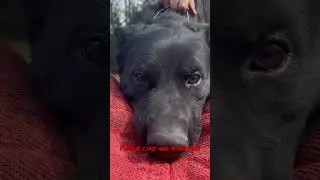 #germanshepherd bites man in crotch