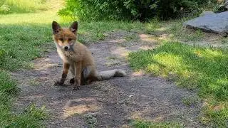 BABY Fox in the garden - Młody lisek w ogrodzie - EPISODE 4