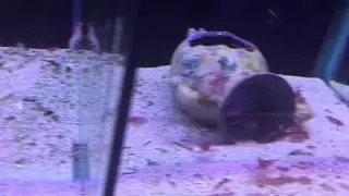 WHY Every one must have a cleaner shrimp to control parasite!