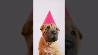 Baby Dog Wear Cap || Dogs || HD Dog Video