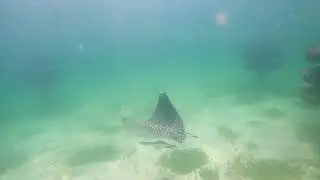 DIVING PERDIDO KEY, FLORIDA