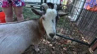 1st DJI Action Pro 5 video 📹 Buddy's 🐕 urban farm 🚜 🐐 🐔goats & chickens, oh my!