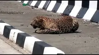 Pench Tigger Reserve's Kurai Ghati NH 43