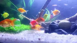 fishlive