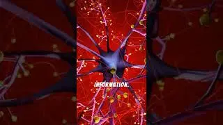 Human Brain Emits Light
