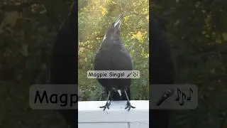 Australian Magpie Sound: A Captivating Aussie Icon of Natural Beauty!  #magpie #call #song #birds