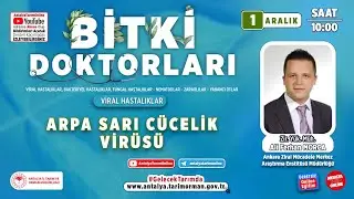 Bitki Doktorları 125- Arpa Sarı Cücelik Virüsü