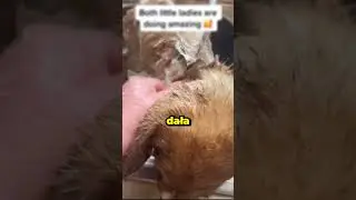 Zostawione na pewną śmierć 🐶💔
