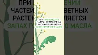 Покрытосеменные. Класс двудольные. Семейство крестоцветные