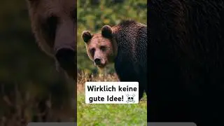 #B&auml;r in #Rum&auml;nien - Lebensgefahr oder Kuscheltier