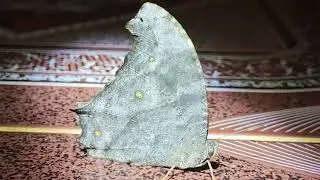 Butterfly Star 