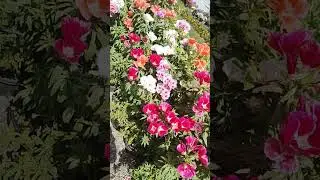 Company Garden of Mussoorie #flowers #companygarden #mussoorie #Godetiaflower #rareflower