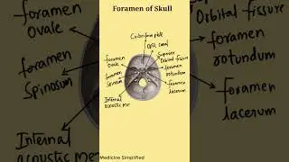 Foramen of The Skull || Skull Foramen Anatomy || Skull Foramina Anatomy