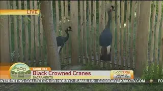 Black Crowned Cranes